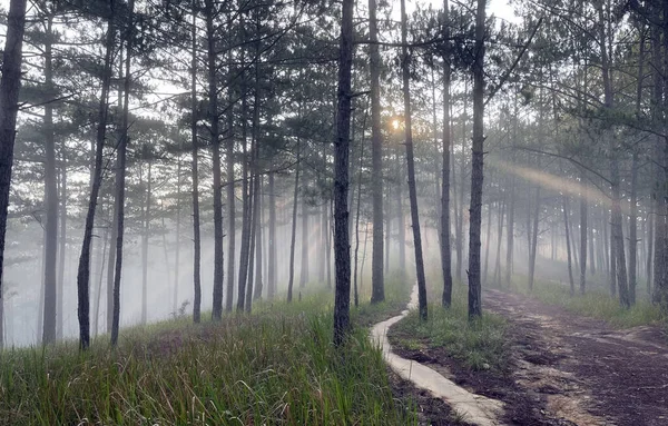 Sabah güneşinde küçük bir yol