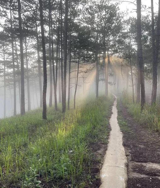 Sabah güneşinde küçük bir yol