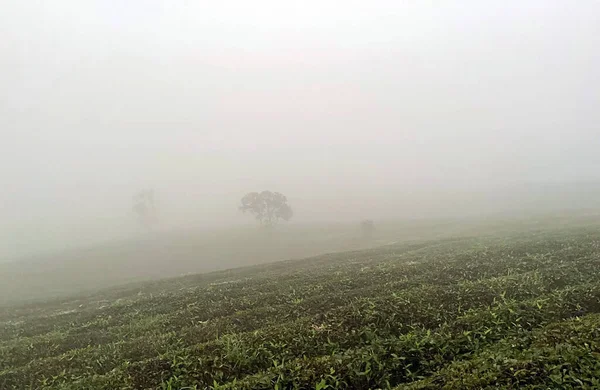 Çay tepesinde sis