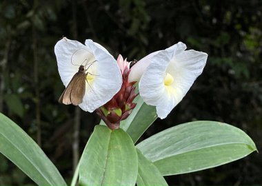Yol kenarında çiçekler ve kelebekler