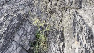 Ormandaki bir şelalenin yakın çekimi.