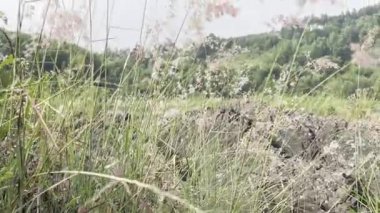 beautiful landscape with grass and a lake in the morning