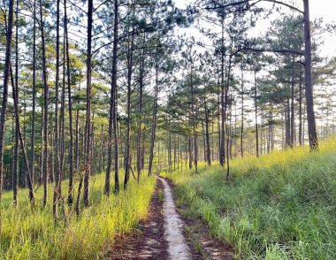 Çam ormanında sabah güneşi