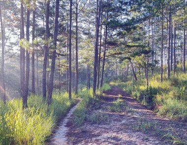 Çam ormanında sabah güneşi