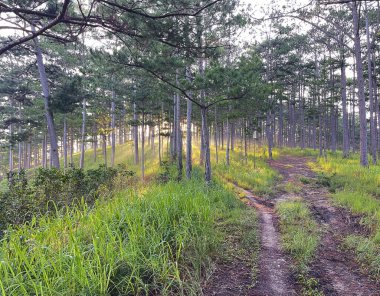 Çam ormanında sabah güneşi