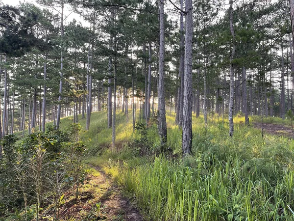 Früher Sonnenschein Kiefernwald — Stockfoto