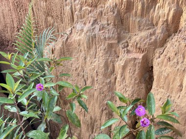 purple myrtle by the abyss