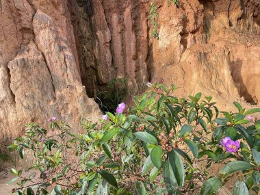 purple myrtle by the abyss