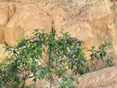 purple myrtle by the abyss