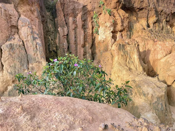 purple myrtle by the abyss