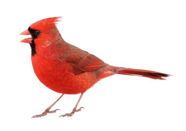 izole, Kuzey Kardinal, cardinalis cardinalis