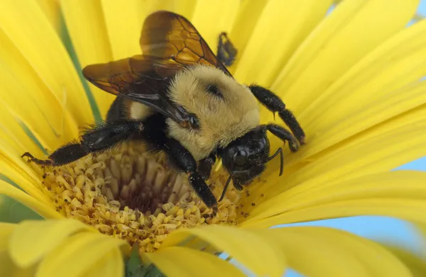 Bumble Bee e fiore giallo — Foto Stock