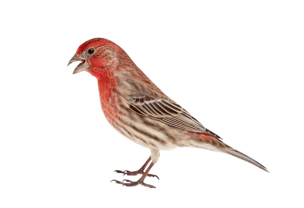 House Finch Isolated — Stock Photo, Image