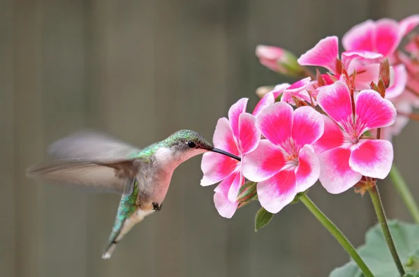 ルビー throated ハチドリと花 — ストック写真