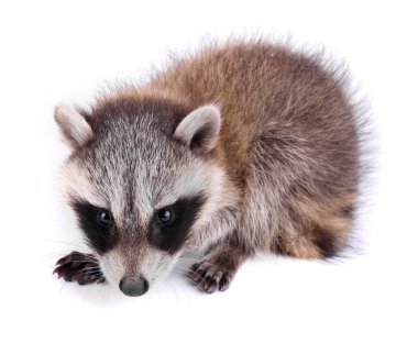 Baby Raccoon clipart
