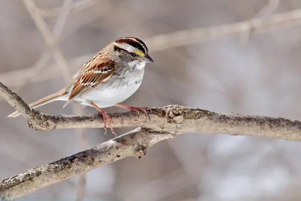 Bílá – throated sparrow, Passer albicollis — Stock fotografie