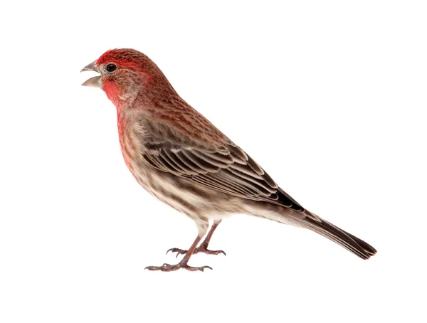 Male House Finch Isolated — Stock Photo, Image