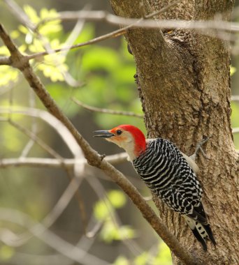 kırmızı karınlı ağaçkakan tünemiş, melanerpes carolinus,