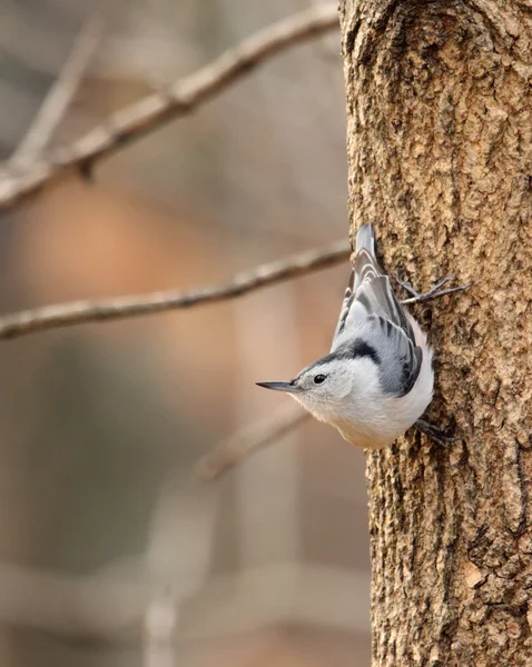 Ağaç sıvacı kuşu — Stok fotoğraf