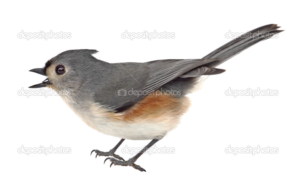Tufted Titmouse Isolated