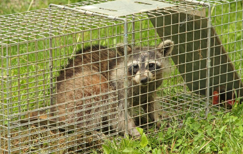 Trapped Raccoon — Stock Photo © chasbrutlag 29354711