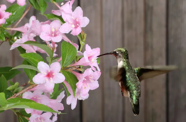 Ruby-throated Hummingbird and Honeysuckle — Stock Photo, Image