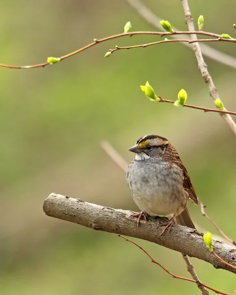 Bílá – throated sparrow — Stock fotografie