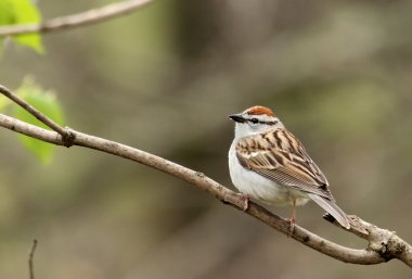 yonga sparrow, spizella passerina