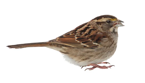 White-throated Sparrow Isolated — Stock Photo, Image