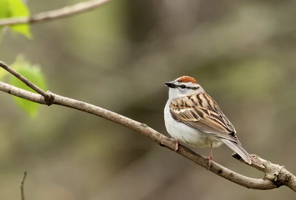 Pardal lascado, Spizella passerina — Fotografia de Stock