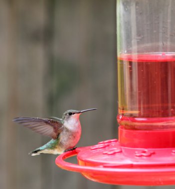 tünemiş ruby - boğazlı sinek kuşu, archilochus colubris