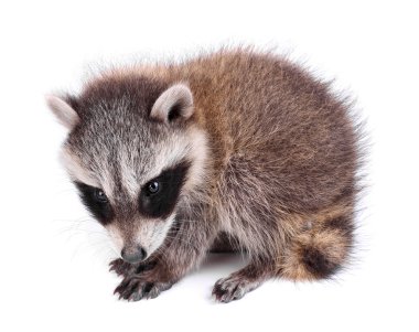 Baby Raccoon, Procyon lotor clipart