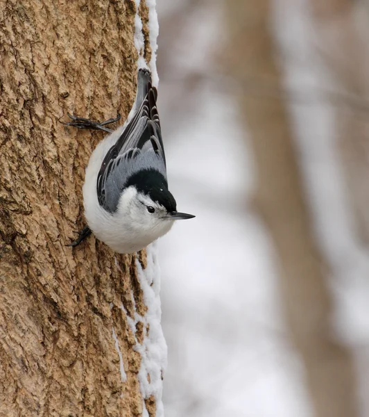 Nuthatch en un árbol — Foto de Stock