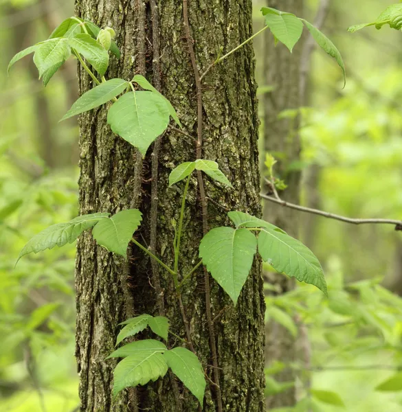 Poison ivy, kiurushi radicans — Stockfoto