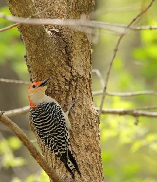Red-bellied Woodpecker, Melanerpes carolinus — Stock Photo, Image