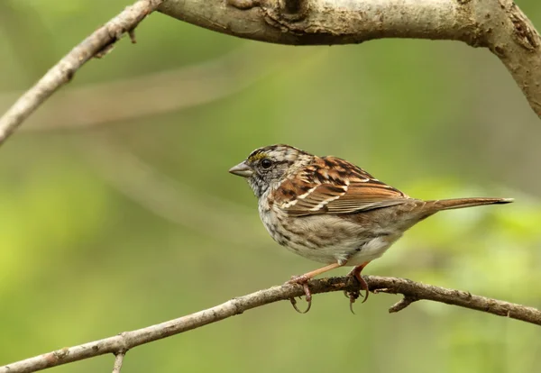 白-throated 麻雀，zonotrichia albicollis — 图库照片