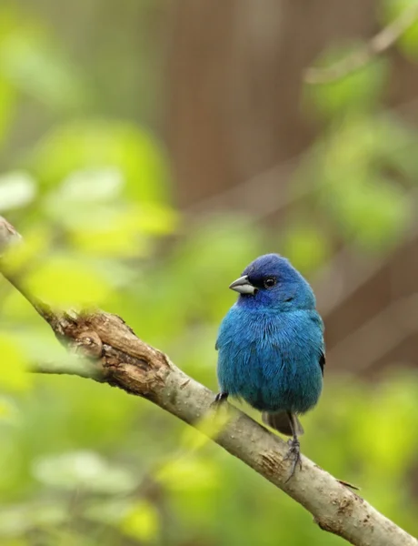 Indigo kiraz kuşu, passerina cyanea — Stok fotoğraf