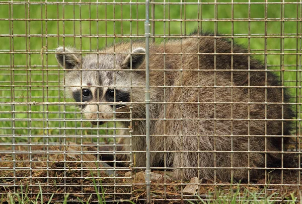 Guaxinim em uma armadilha — Fotografia de Stock