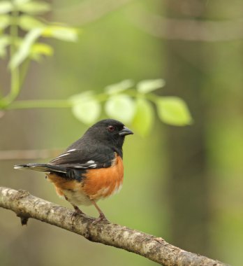 Doğu towhee, pipilo erythrophthalmus