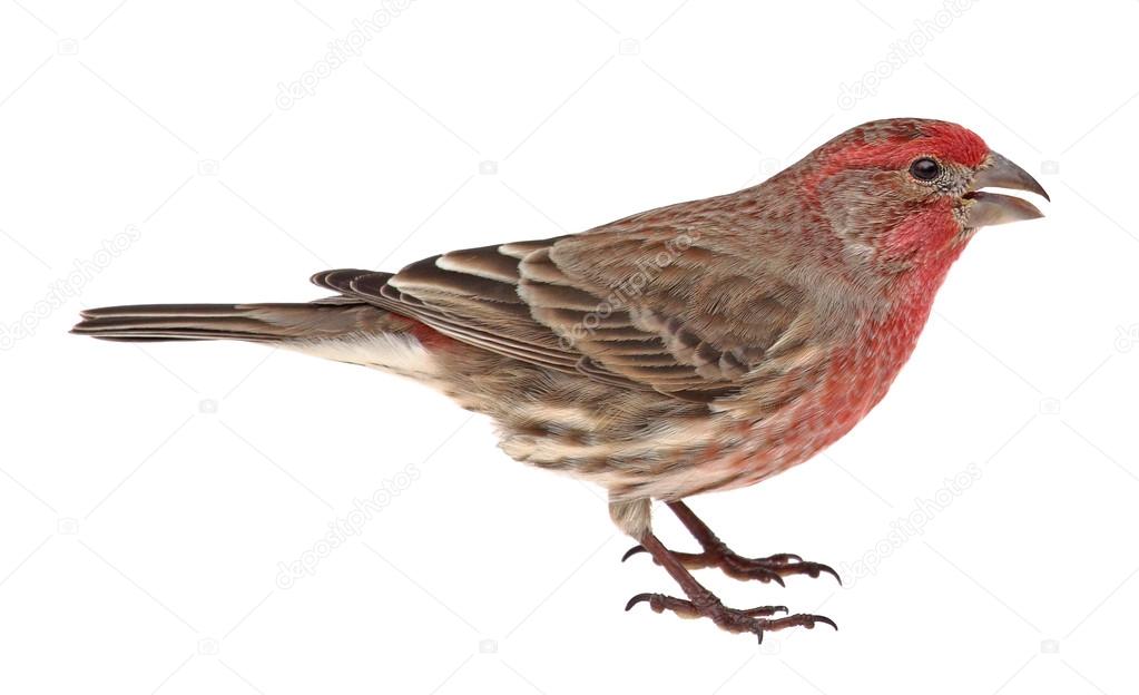 Isolated House Finch