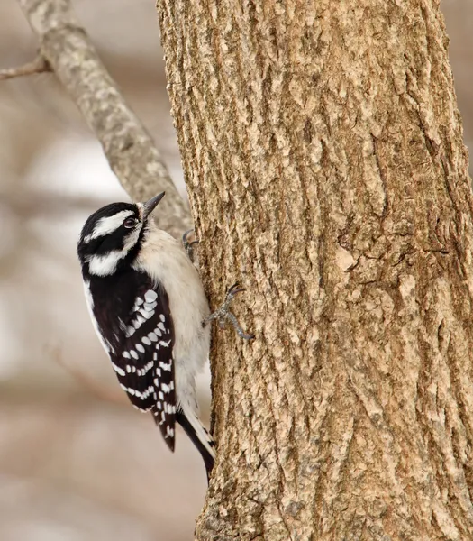 Female Downy Woodpecker — Stock Photo, Image