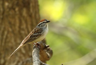 yonga sparrow, spizella passerina