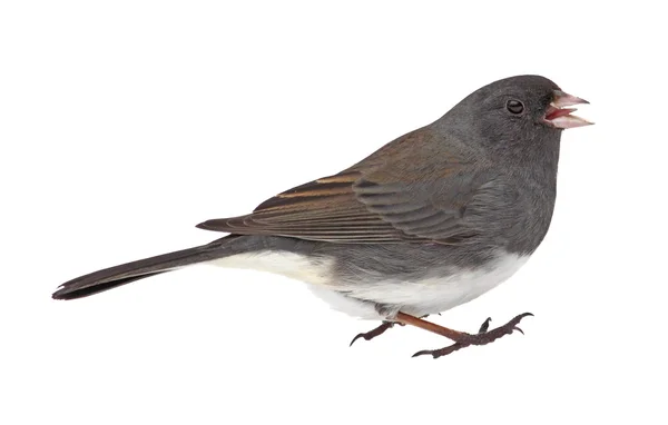 Donker-eyed junco, junco hyemalis, geïsoleerd — Stockfoto