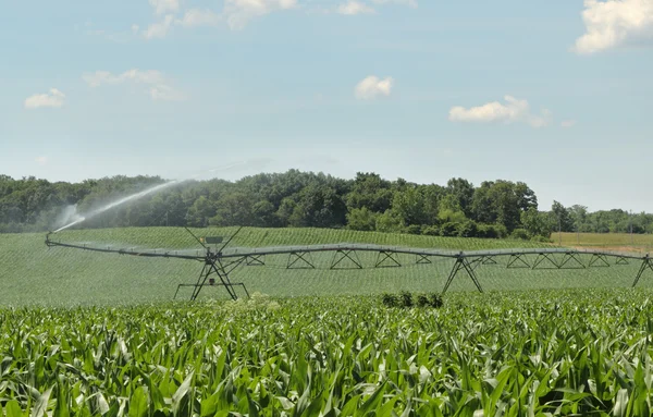 Irrigatie een maïs gewas — Stockfoto