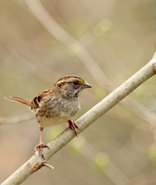 Beyaz - boğazlı sparrow, zonotrichia albicollis