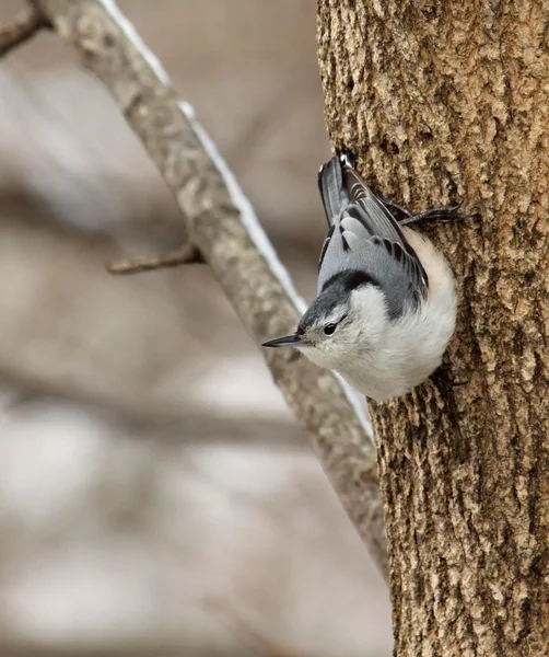 Weißbrustkleiber, sitta carolinensis — Stockfoto