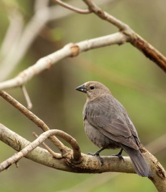 cowbird, kahverengi saçlı, molothrus bırakmayın