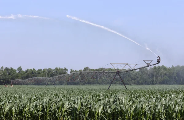 Irrigation d'une culture de maïs — Photo