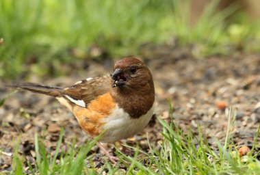 kadın Doğu towhee, pipilo erythrophthalmus