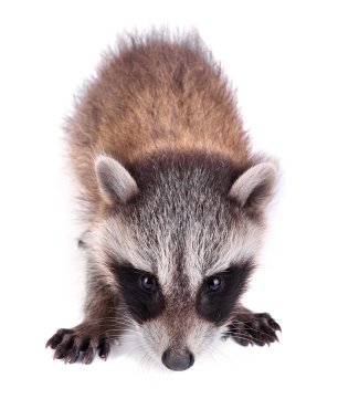 Raccoon on White clipart
